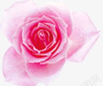 粉色玫瑰杂志封面装饰png免抠素材_新图网 https://ixintu.com 封面 杂志 玫瑰 粉色 装饰