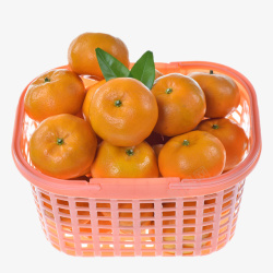 广东砂糖橘实物一篮子新鲜桔子高清图片