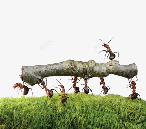 蚂蚁举起木头活着图片