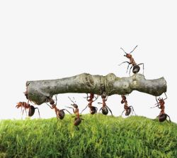 抬担架的蚂蚁蚂蚁抬木头高清图片