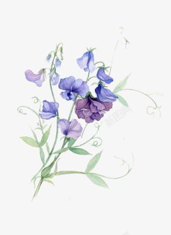 麝香豌豆花紫色豌豆花高清图片