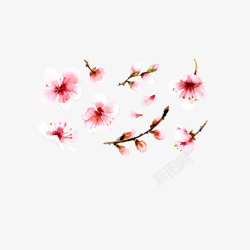 花苞插画素材水彩插画腊梅花朵高清图片