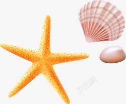 海星贝壳珍珠背景图片3D海星贝壳珍珠高清图片