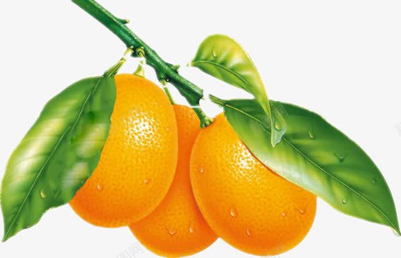 橙子png免抠素材_新图网 https://ixintu.com 叶子 新鲜橙子 柠檬橙子 橙子 橙子园 橙子图片 橙子果园 橙子树 橙子水果 橙子特写 橙子素材 水果橙子 种植橙子 美味橙子 赣南脐橙 高清橙子 黄色