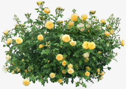 黄色立体花朵黄色花丛元素高清图片