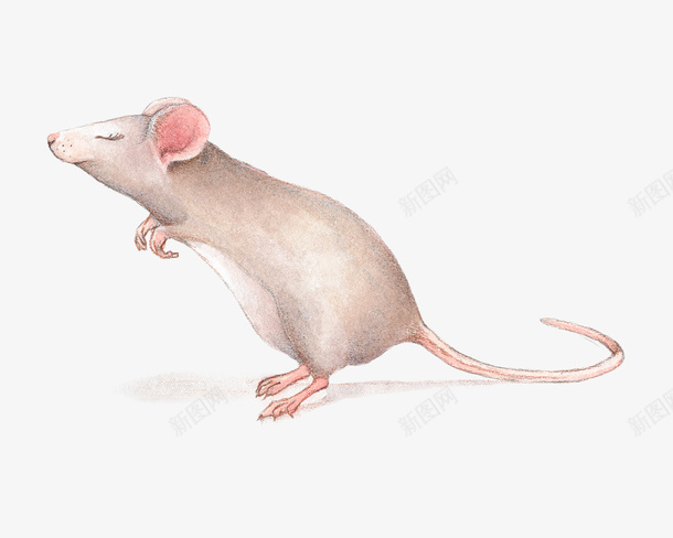 卡通手绘可爱小老鼠png免抠素材_新图网 https://ixintu.com 动物 卡通 卡通形象 可爱 小白鼠 手绘 水彩 老鼠 老鼠生日 节日装饰