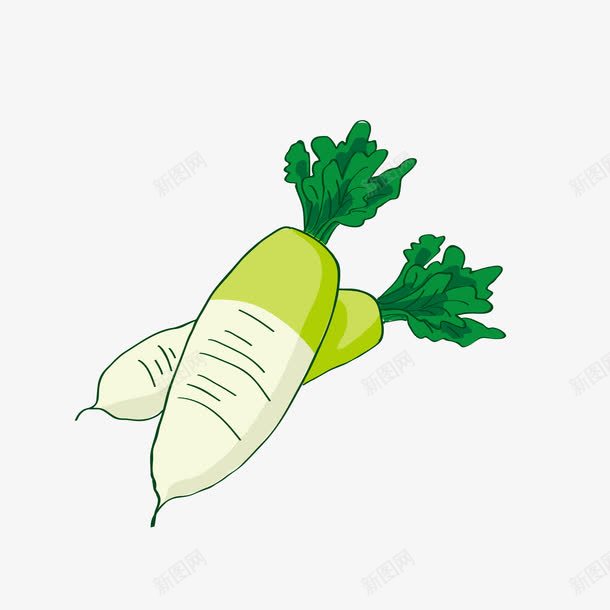 绿色新鲜白萝卜png免抠素材_新图网 https://ixintu.com 农特产 新鲜 绿色 蔬菜