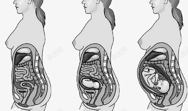 胎儿的成长发育png免抠素材_新图网 https://ixintu.com 但大量获得是在将出生时 体重 增长 整个孕期 贯穿