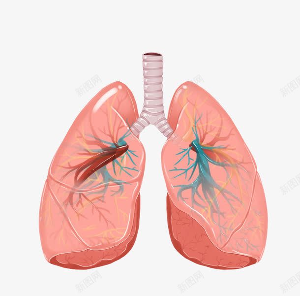 人体器官肺部图png免抠素材_新图网 https://ixintu.com 人体器官 卡通手绘 器官 水彩 粉色 肺部 肺部图案 血管 血管图案