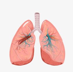 粉色肺部人体器官肺部图高清图片