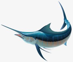 尖嘴鱼免抠素材尖嘴鱼高清图片