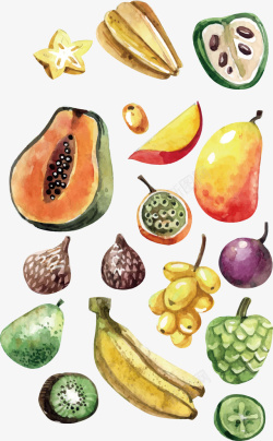 水彩木瓜精致的彩绘水果蔬菜矢量图高清图片