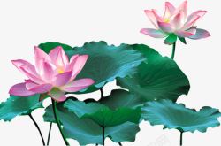 粉色比赛展板图片下载粉色莲花高清图片