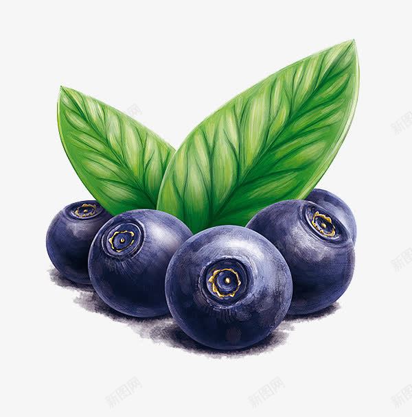 手绘水果png免抠素材_新图网 https://ixintu.com 树叶 纹理 蓝色 蓝莓