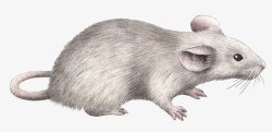 简约动物小白鼠插图素材