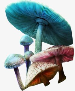 五彩蘑菇五彩的蘑菇高清图片