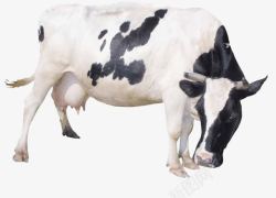 黑点纹路低头的奶牛高清图片