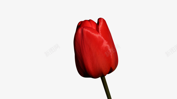 一支红色的花png免抠素材_新图网 https://ixintu.com 含苞待放 春天 红色 红花 花朵