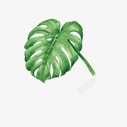 创意绿叶创意热带植物矢量图高清图片