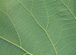 绿色植物底纹清晰的叶脉高清图片