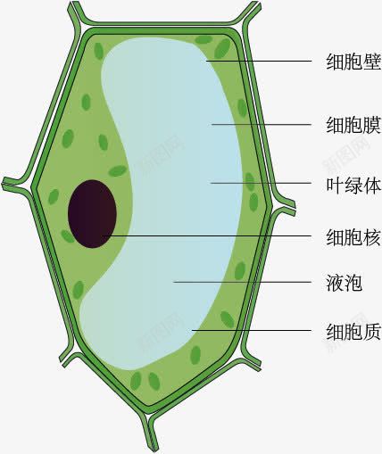 植物细胞模式图png免抠素材_新图网 https://ixintu.com 植物细胞模式图 生物教学 示意图 细胞结构 绿色
