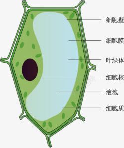 绿色细胞植物细胞模式图高清图片