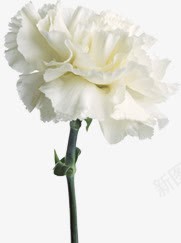 白色纯洁花朵美景春天png免抠素材_新图网 https://ixintu.com 春天 白色 纯洁 美景 花朵