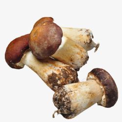 简单菌菇新鲜姬松茸菌高清图片