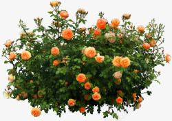 橘色花丛花园装饰图案素材
