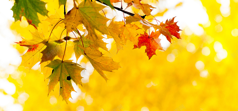 秋季金黄色树叶秋季背景摄影图片