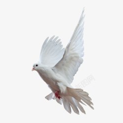 飞翔鸽子羽毛动物飞翔的鸽子高清图片