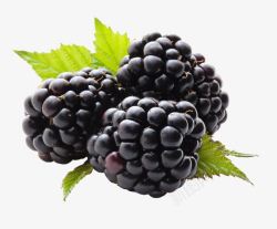 黑莓多汁黑莓和绿色枝叶高清图片