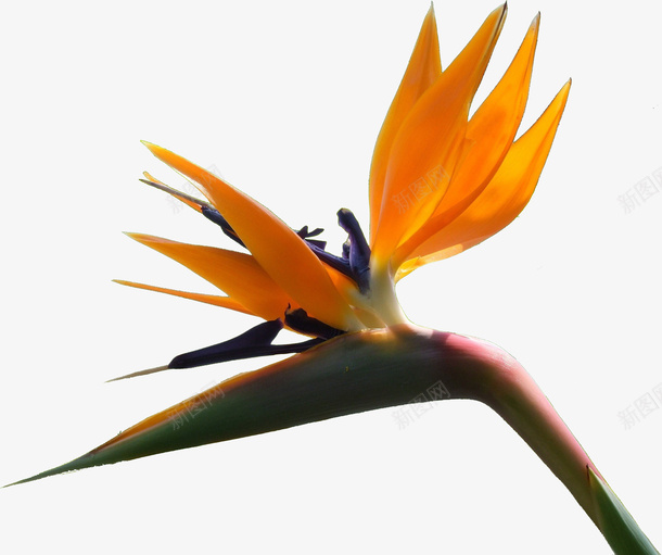 一颗奇特的花朵png免抠素材_新图网 https://ixintu.com 春天 植物 花 花朵