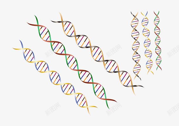 彩色螺旋线矢量图ai免抠素材_新图网 https://ixintu.com DNA双螺旋结构图片 DNA螺旋 DNA链 基因 彩色 生物 矢量图 研究 科学 螺旋 螺旋线 遗传