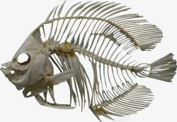 鱼刺骨头鱼骨头高清图片
