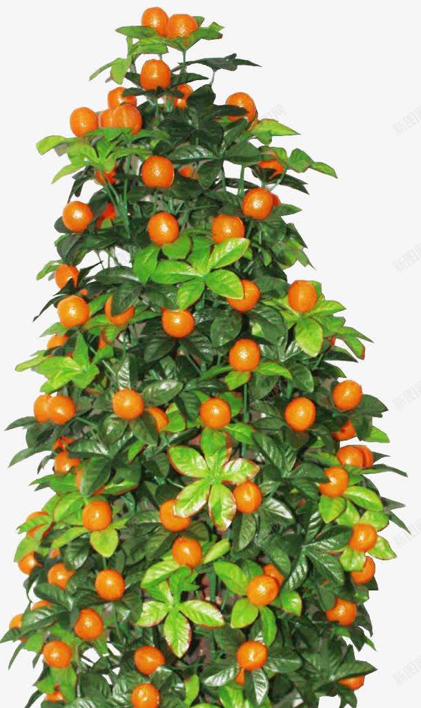 橘树png免抠素材_新图网 https://ixintu.com 果树 橘子 橘树 水果 绿叶