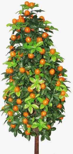 橘树橘树高清图片