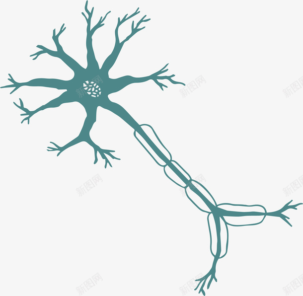 神经细胞矢量图eps免抠素材_新图网 https://ixintu.com 树突 生物学 矢量图 矢量素材 神经元 神经细胞