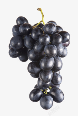 一串黑色水果葡萄素材