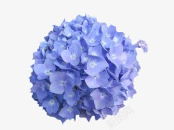 急性子漂亮的紫色花球高清图片