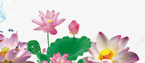 灿烂的荷花png免抠素材_新图网 https://ixintu.com 开放的荷花 灿烂的饿荷花 粉色花朵 花蕾