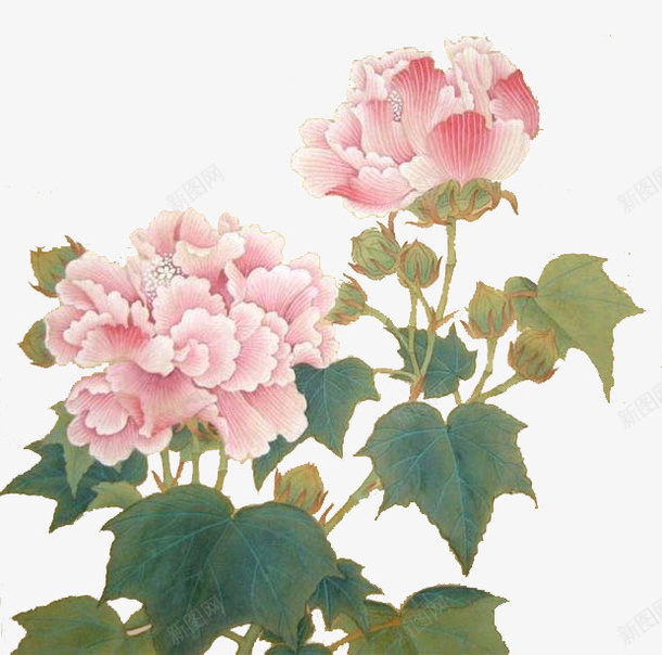 手绘工笔芙蓉花png免抠素材_新图网 https://ixintu.com 国画写生小品 手绘芙蓉花 春天 木芙蓉 浪漫 粉色 芙蓉花