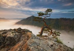 高山迎客松日出太阳光蓝天合成效果背景