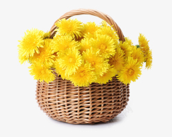 黄色的菊花搭配一篮子黄色菊花高清图片