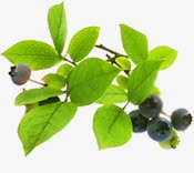 新鲜蓝莓水果植物树枝素材