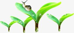 春季水滴植物蜗牛素材