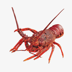 澳洲鲜活龙虾大龙虾美食食材高清图片