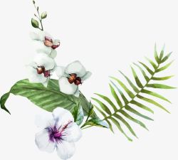 扶桑花免抠白色扶桑花和蝴蝶兰高清图片