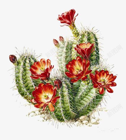 仙人掌png免抠素材_新图网 https://ixintu.com 仙人掌花朵 卡通 手绘 水彩 沙漠 红色的花朵