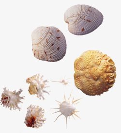 各式各样海螺和贝壳素材